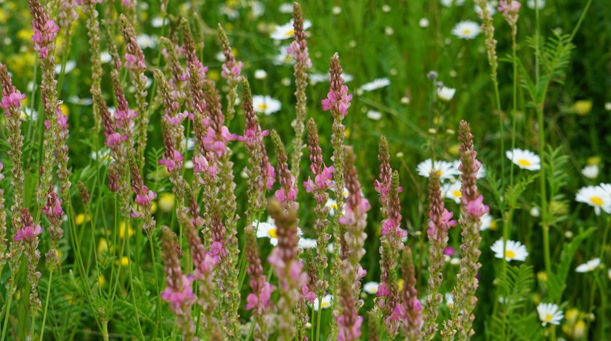 Žydinčių augalų juostos: kai bioįvairovė išvien su ekonomika