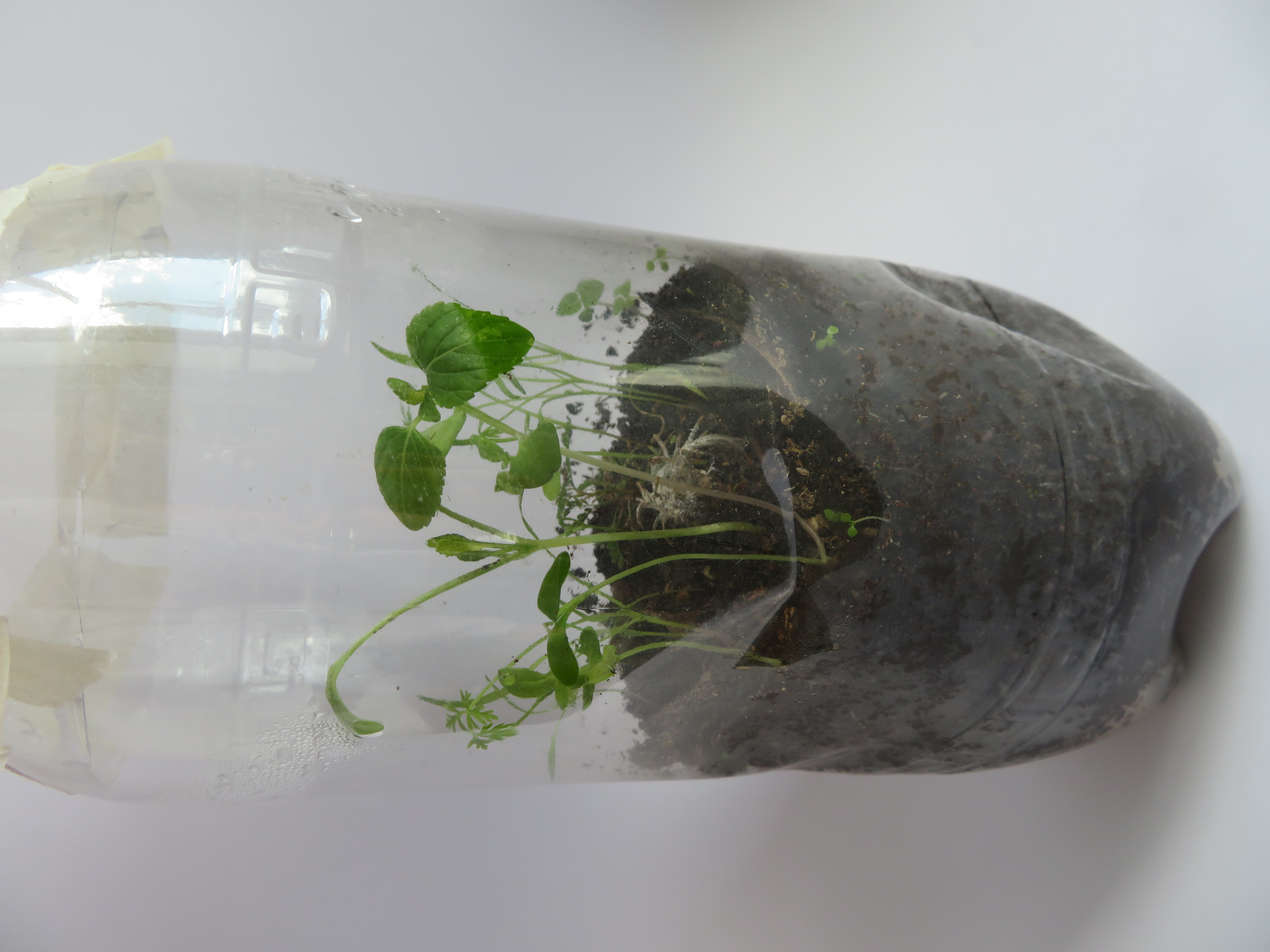 Augalų ekosistema butelyje