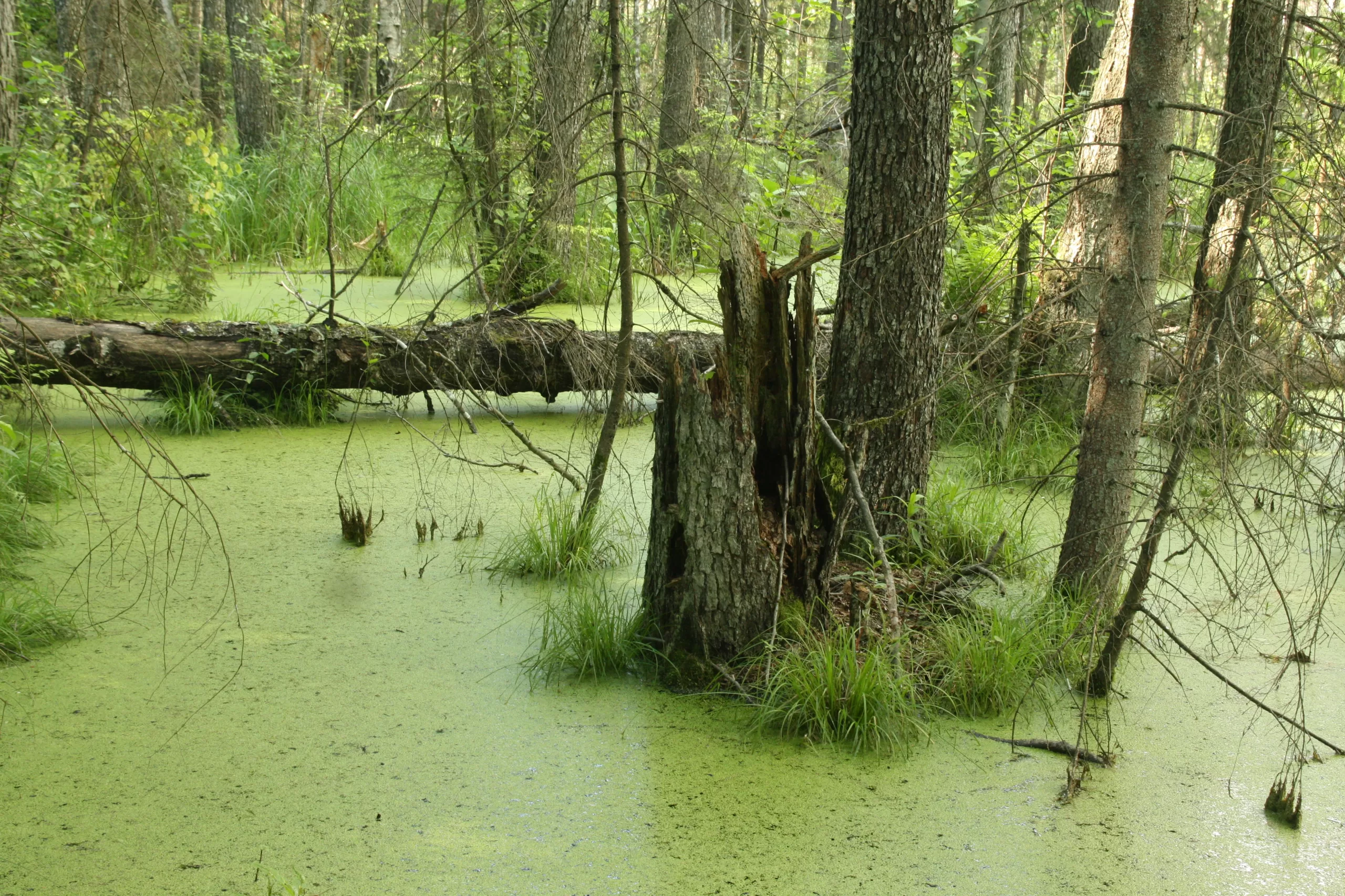 Nesausink pelkės – išleisi džiną iš butelio