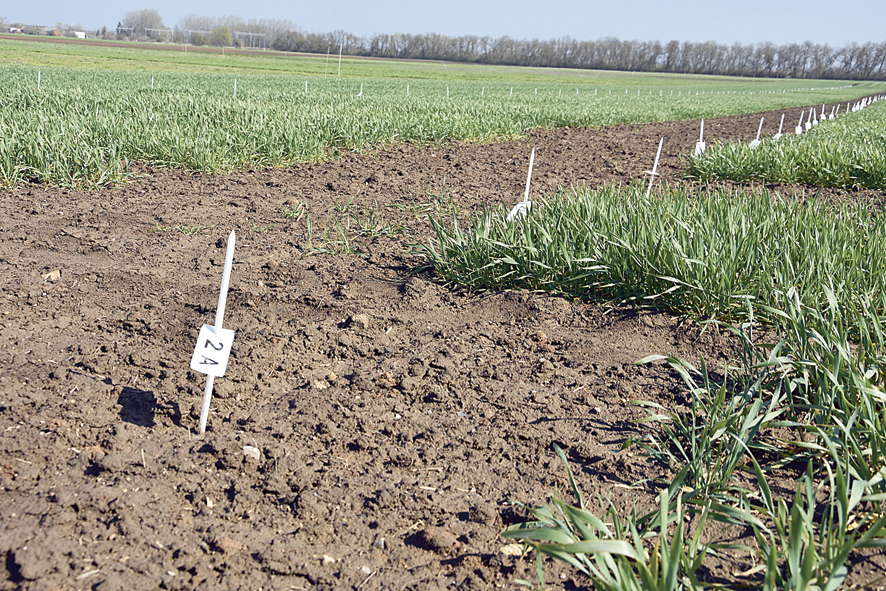 Žemdirbiai perima tai, ką kuria mokslas, – liko vos žingsnis ir iki genų redagavimo