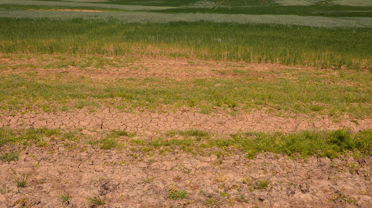 Gamta žaidžia ne pagal taisykles: kaip ūkininkams prisitaikyti?