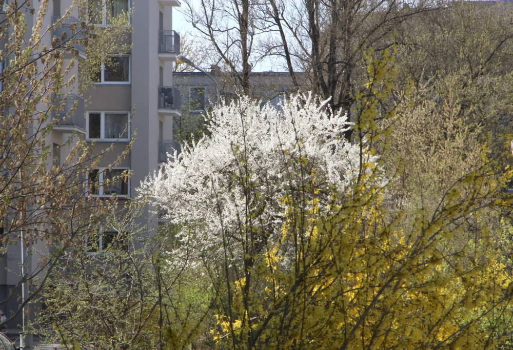 Rita LATVĖNAITĖ-KAIRIENĖ  Tėvynė