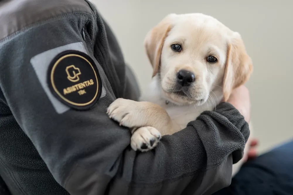 Mažylis labradoras ateityje taps šuniu vedliu: kaip atrodys jo mokslai ir kodėl Lietuva atsilieka?