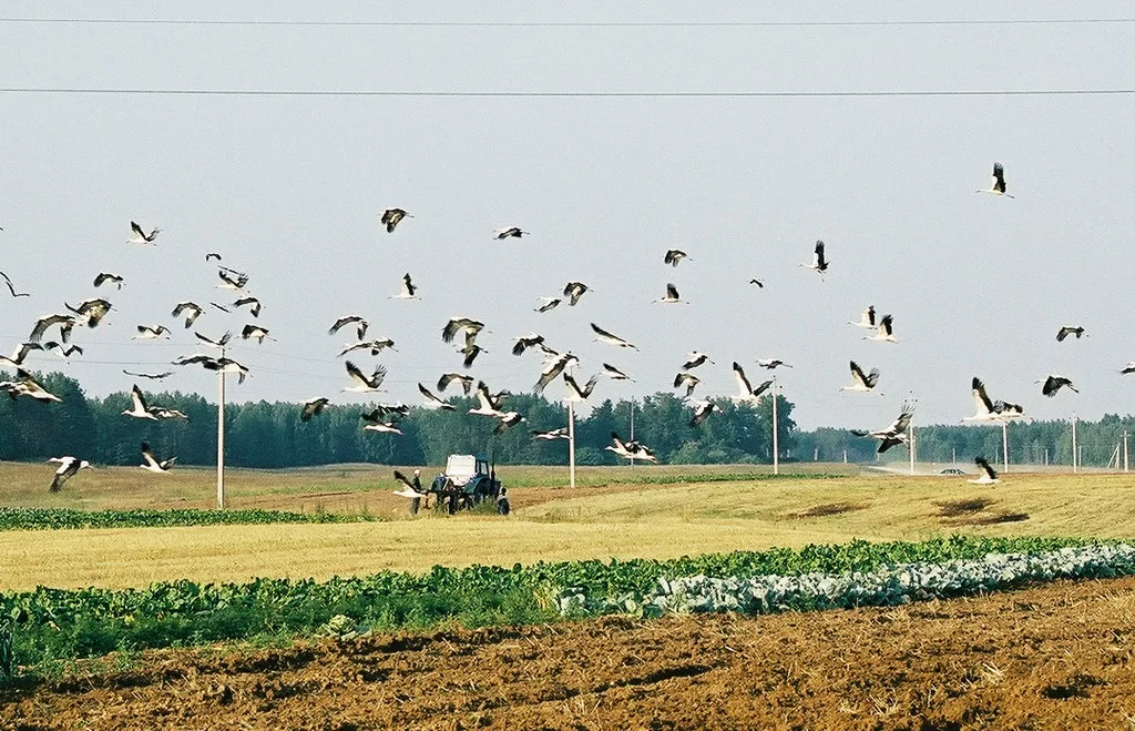 Atlėkė kaip busilas pavasarį