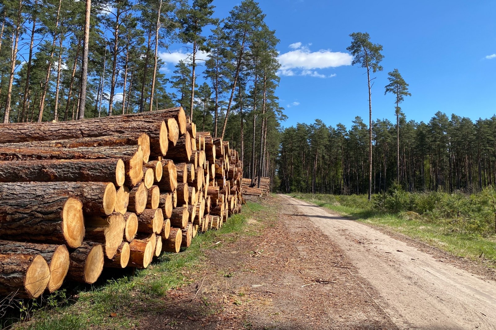 Lietuvos miškų paveikslas: kas iš tiesų vyksta su mūsų šalies miškais