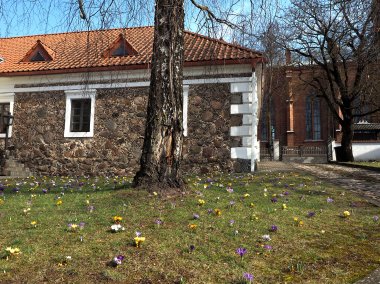 Krokų pievelė traukia ir kamanes, ir praeivius