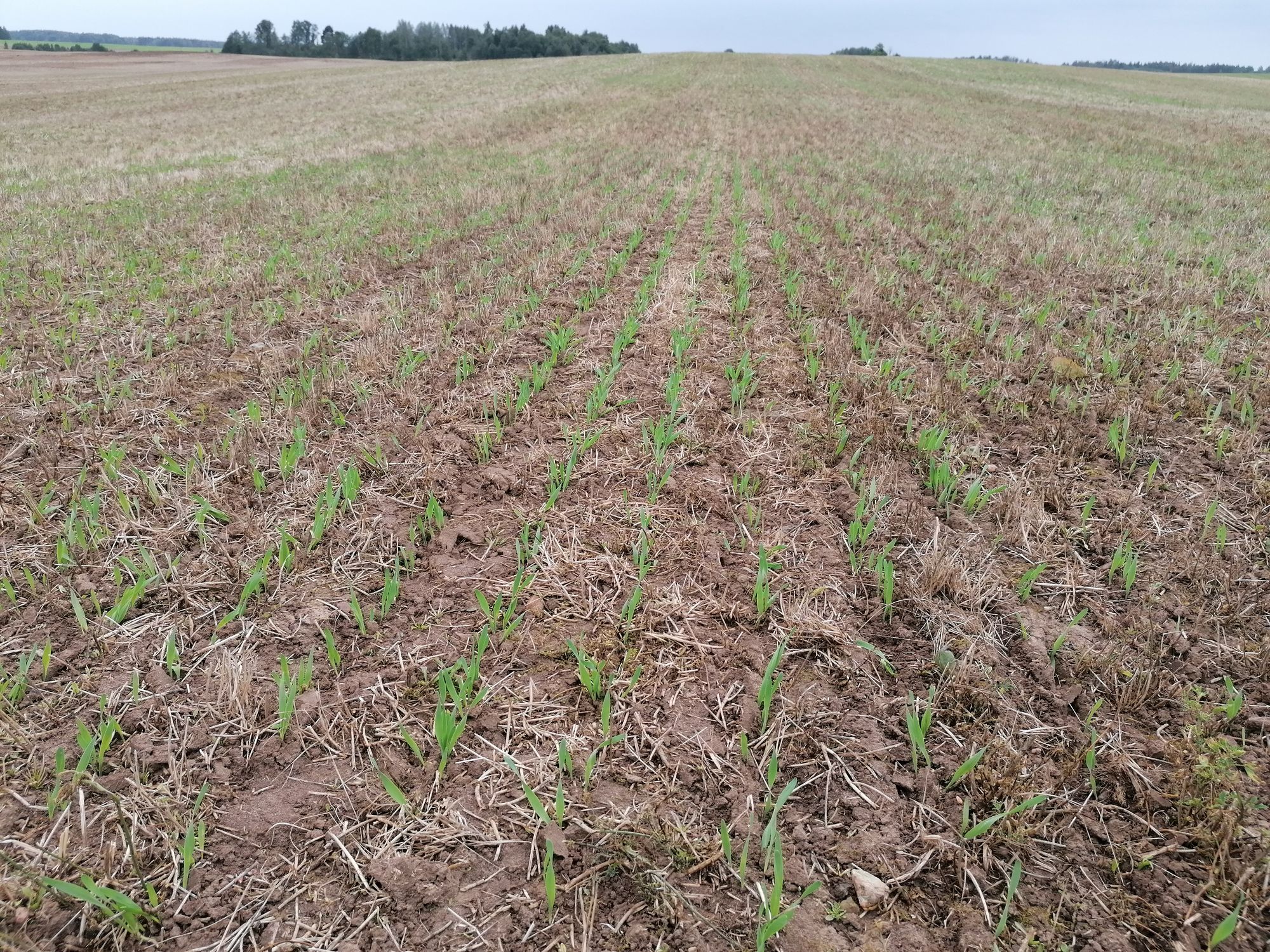 Arti ar nearti? Neariamąją tausojamąją žemdirbystę renkasi vis daugiau ūkininkų