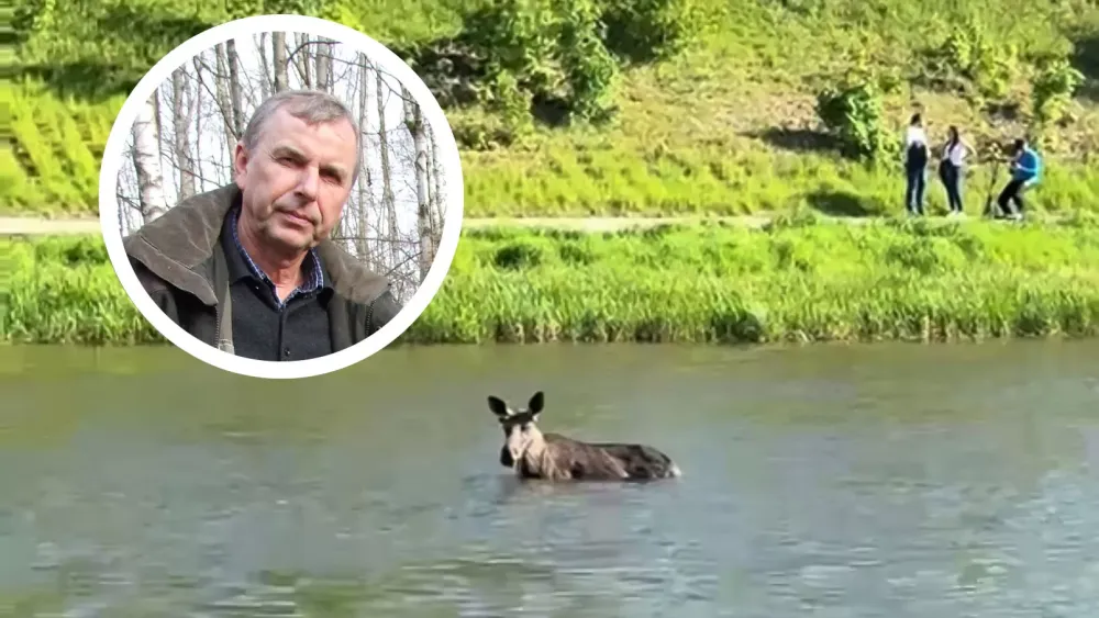 Zoologas A. Ulevičius: briedžiui įbristi į vandenį yra natūrali savisaugos reakcija