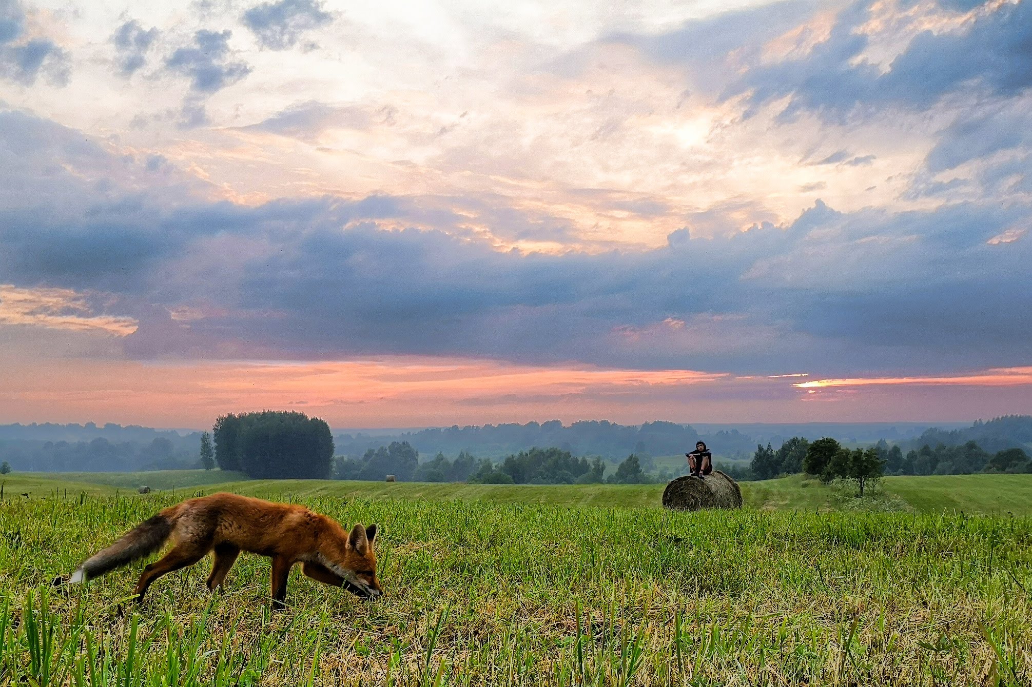Menininkė Edita ir jos ypatingas ryšys su lapėmis