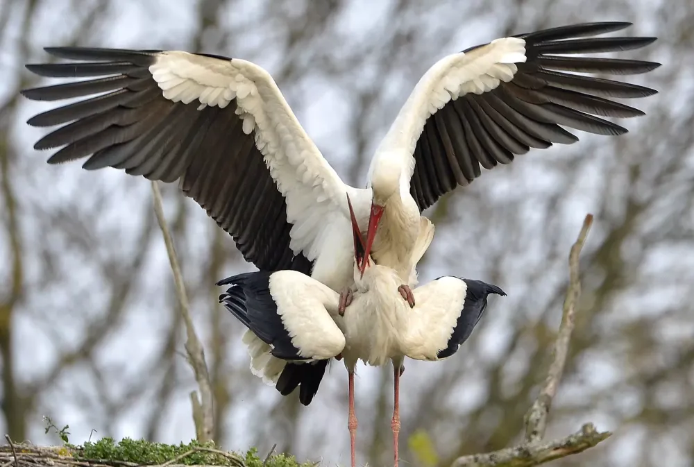 Ornitologas R. Patapavičius: sodybą, kurioje gyvena gandras, lydi sėkmė