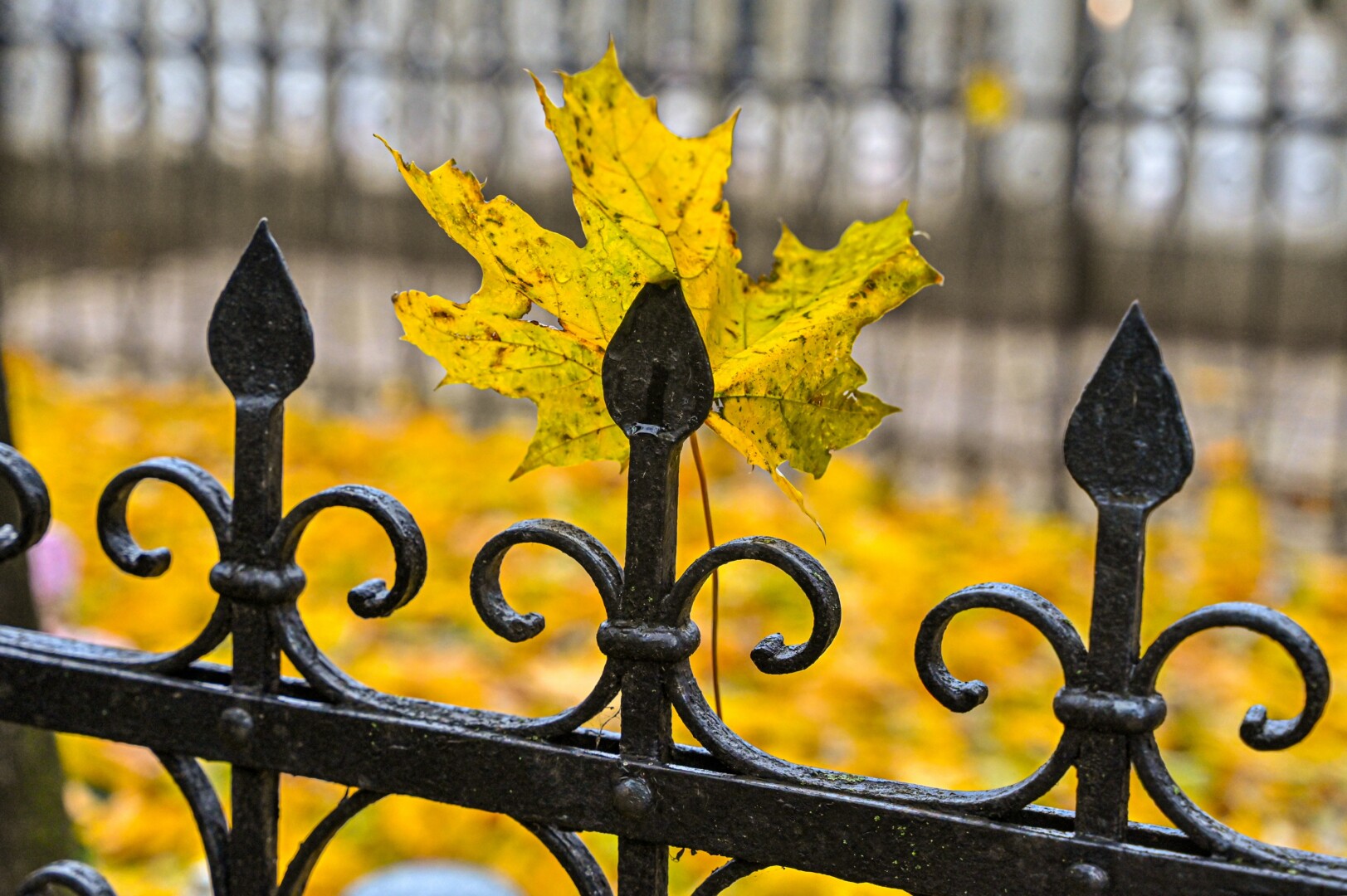 Tarp gyvenimo ir amžinybės – šermenų giesmės