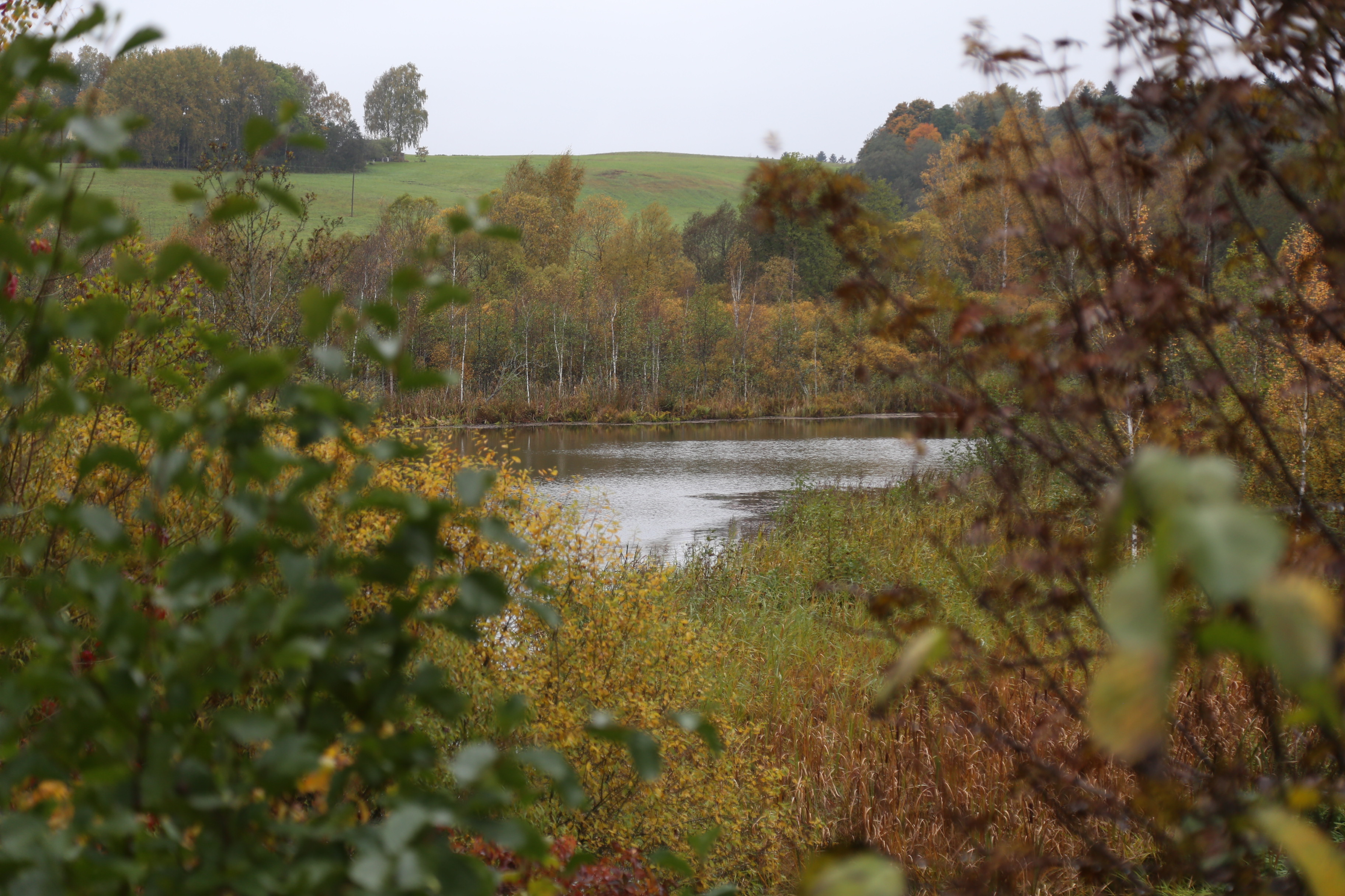 Nedegantis Upės vingio auksas, Pakalnienės imbieriniai sausainiai ir lietuviški namai, padėję nenutautėti