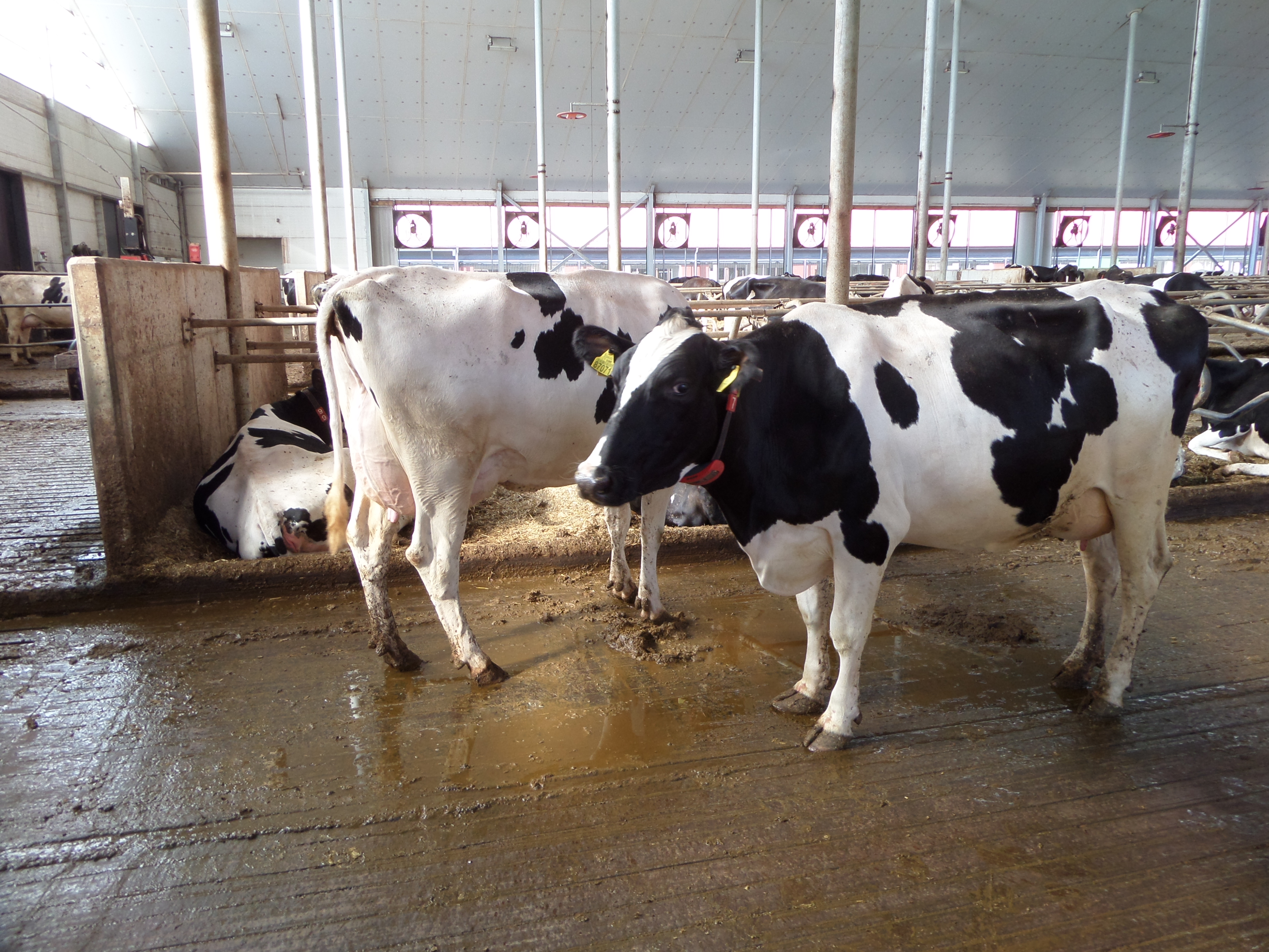 Ar visuomet gyvulininkystėje mažiau yra geriau?