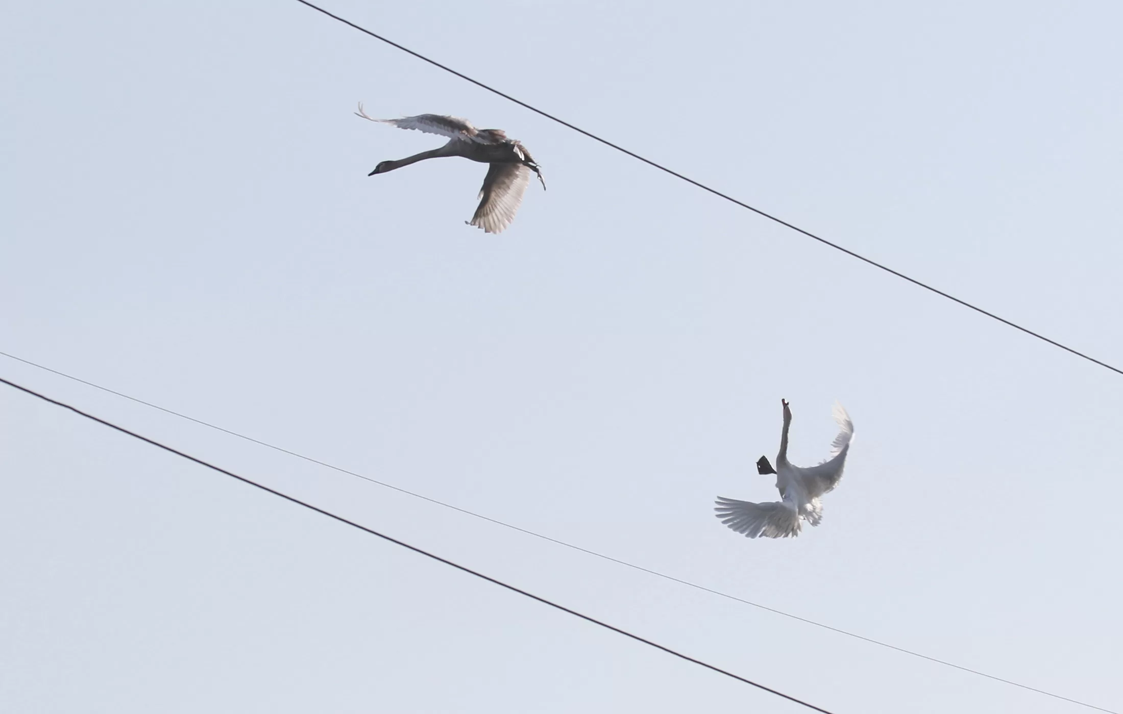 Ornitologas: paukščių žūčių dėl elektros iškrovos ir laidų turi sumažėti