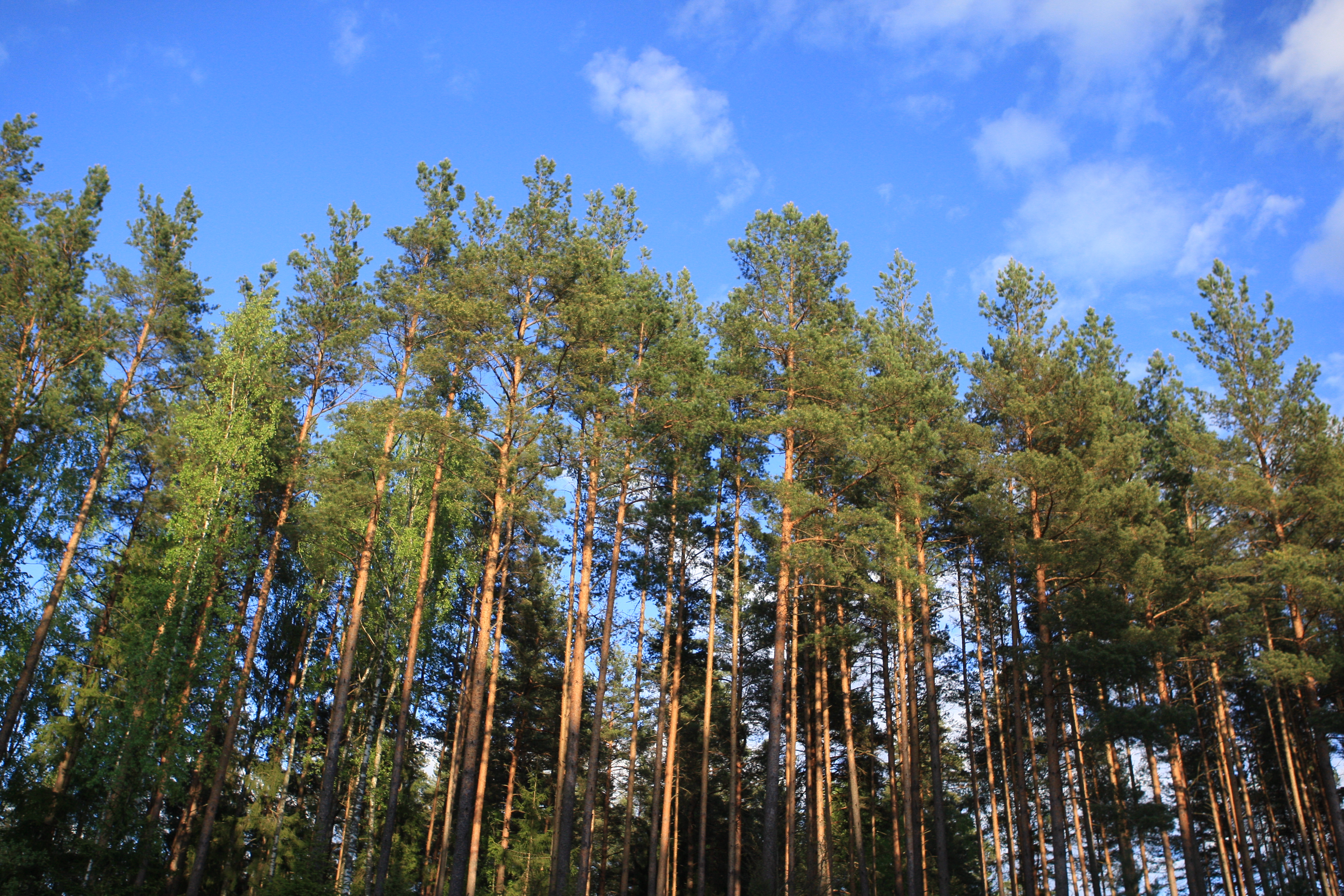 Ne tik klimato kaita silpnina medžius
