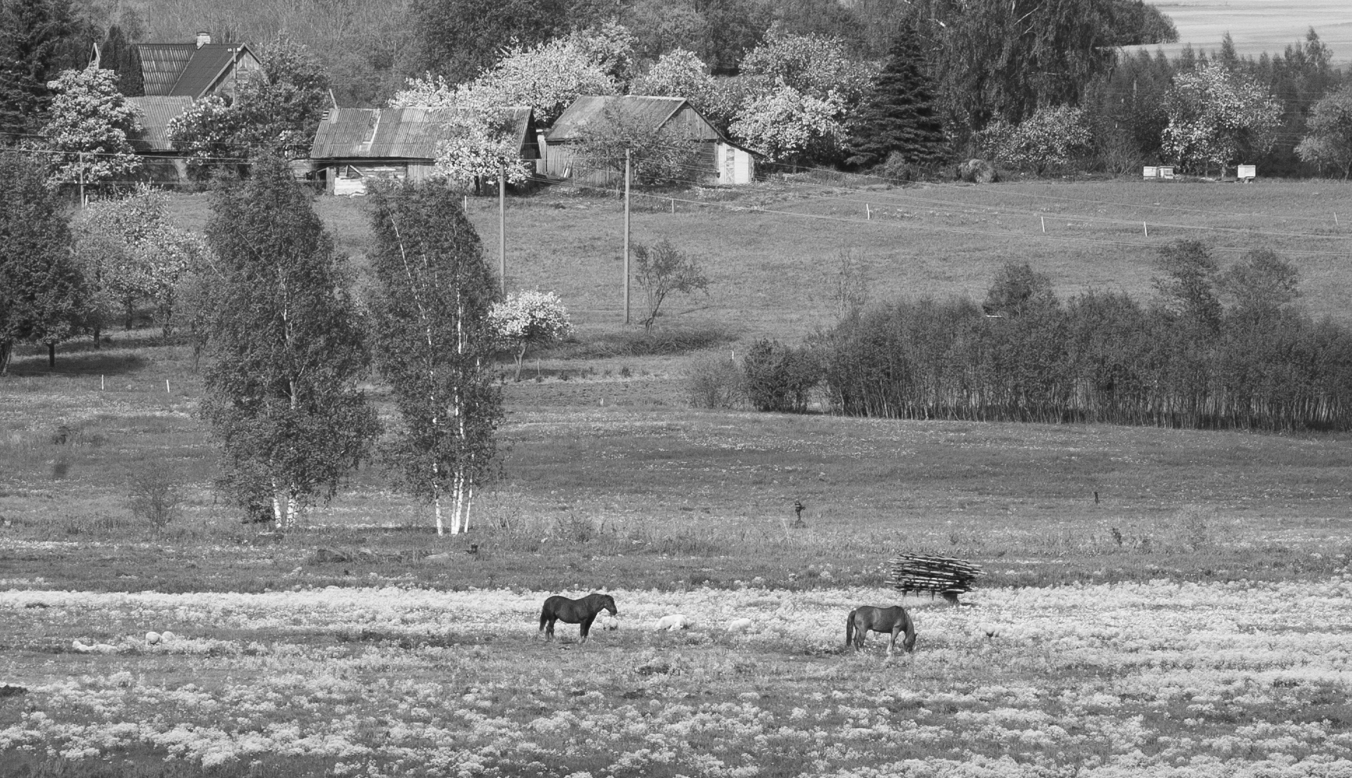 Petras Blaževičius. Sėliai Lietuvoje