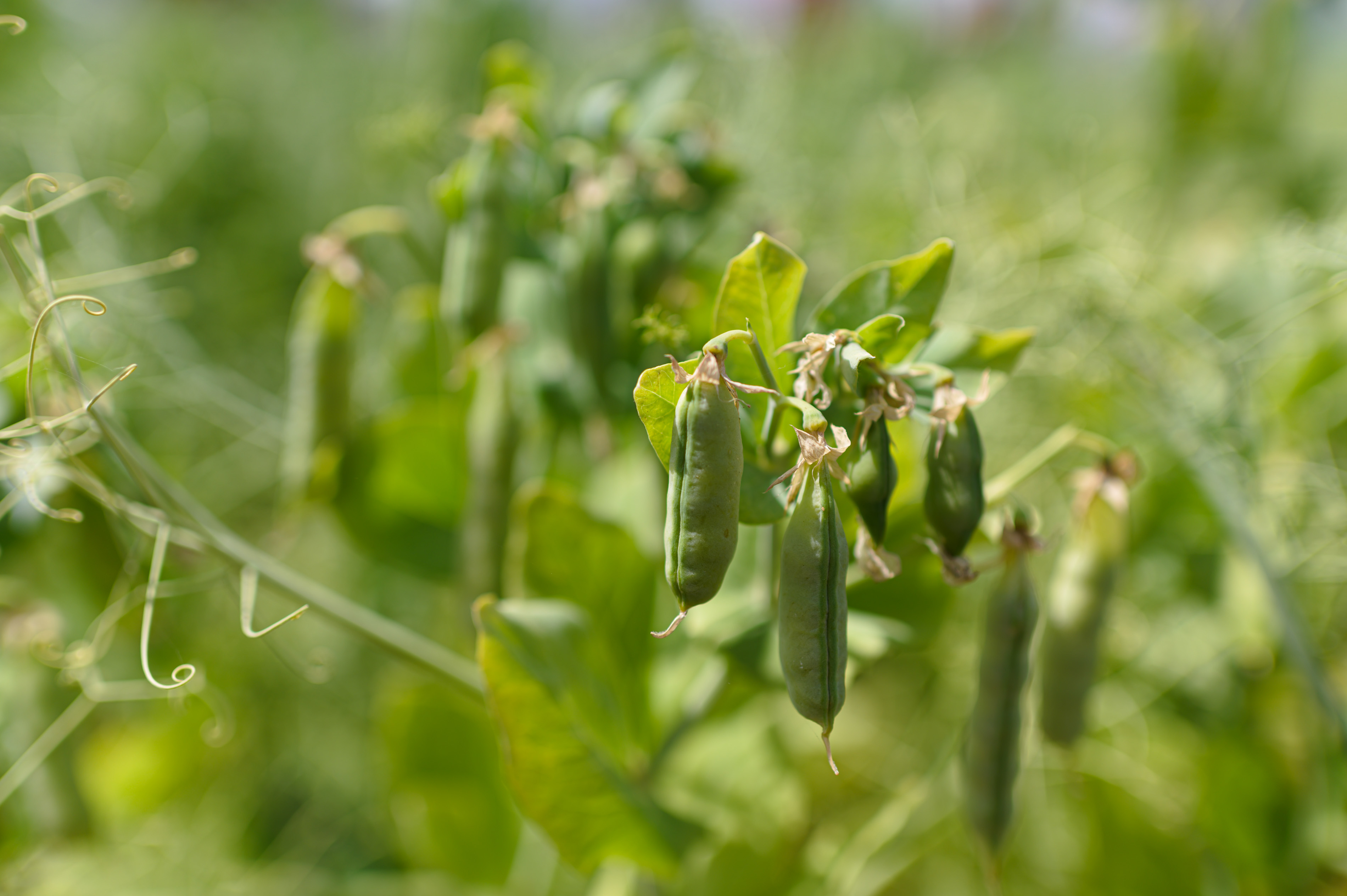 Azoto absorbcija žemės ūkyje