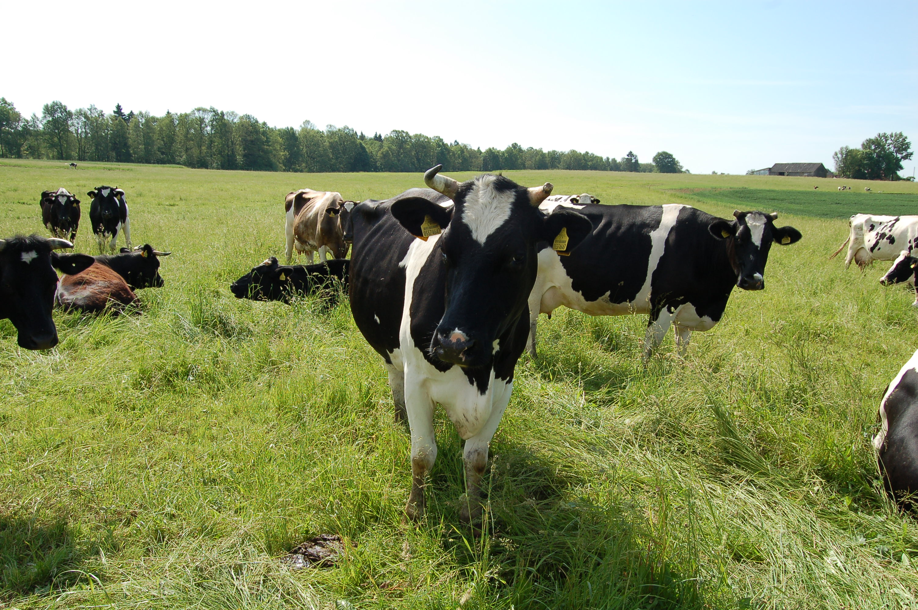 Mišrusis ūkis – nauja tai, kas sena