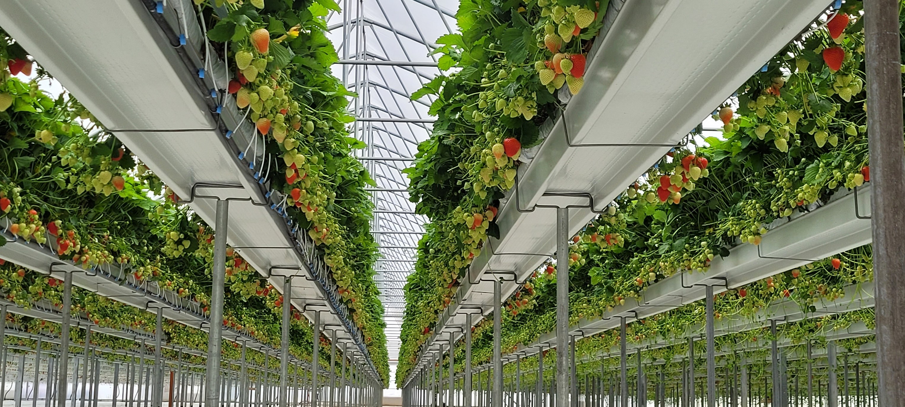 Du derliai per metus – vizija tapo tikrove