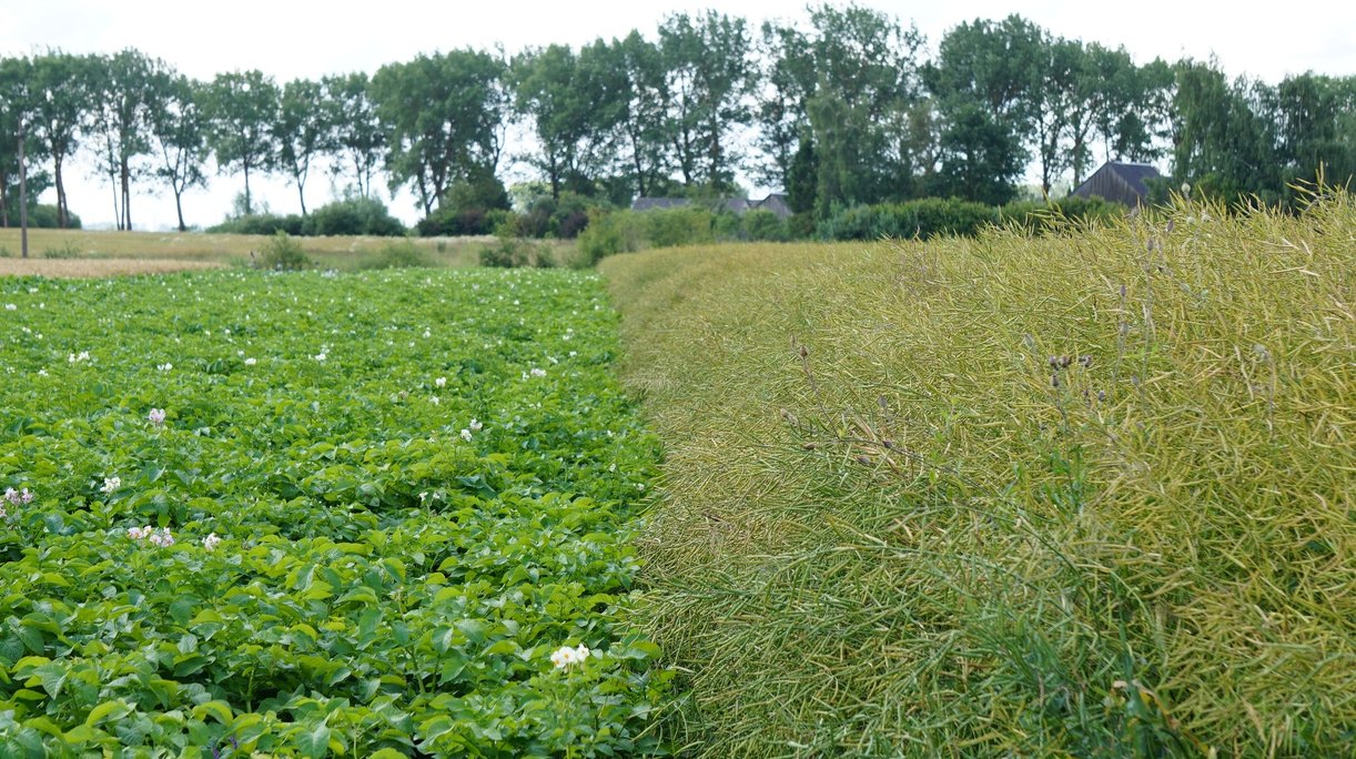 Tinkama sėjomaina padeda išlaikyti derlingą dirvožemį ir užtikrinti augalų sveikatą