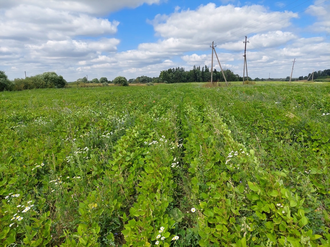 Sojos – primiršta ir vėl atgaivinama kultūra