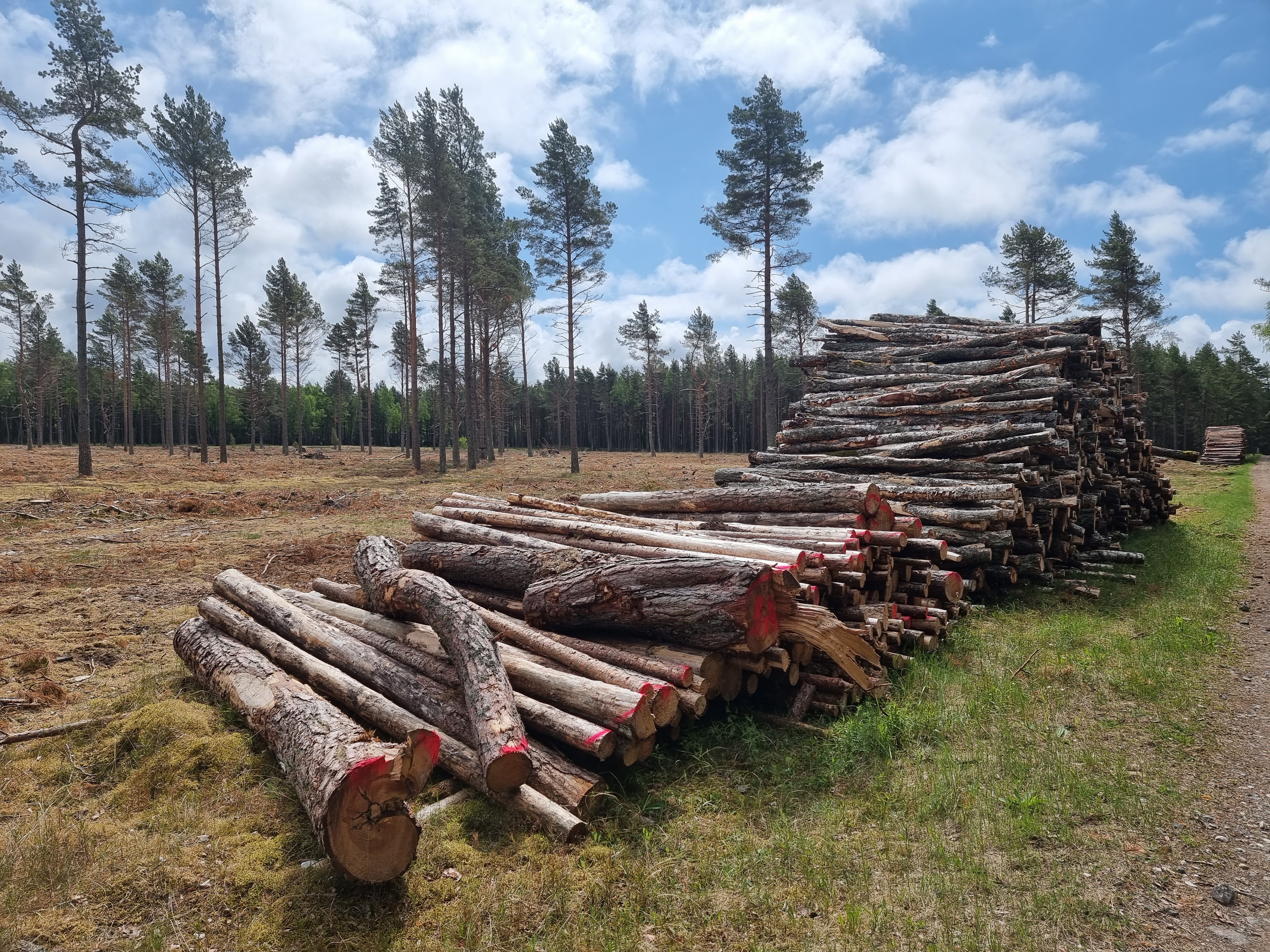 Kirtimai Kuršių nerijoje: miško pabaiga ar pradžia?