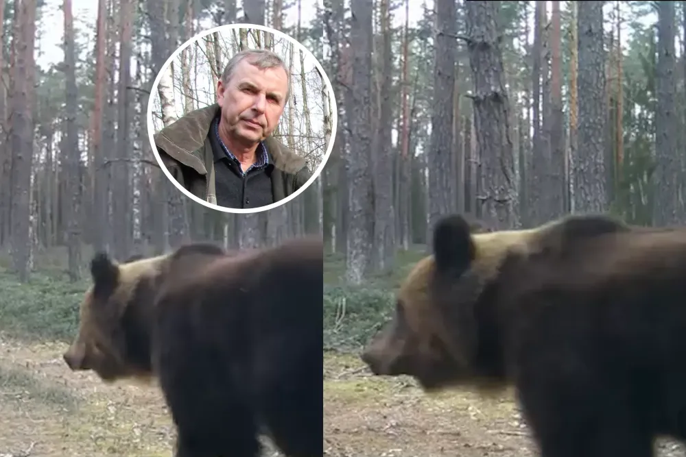 Lietuvos giriose atsiranda lokių: ką reiškia jų sugrįžimas?