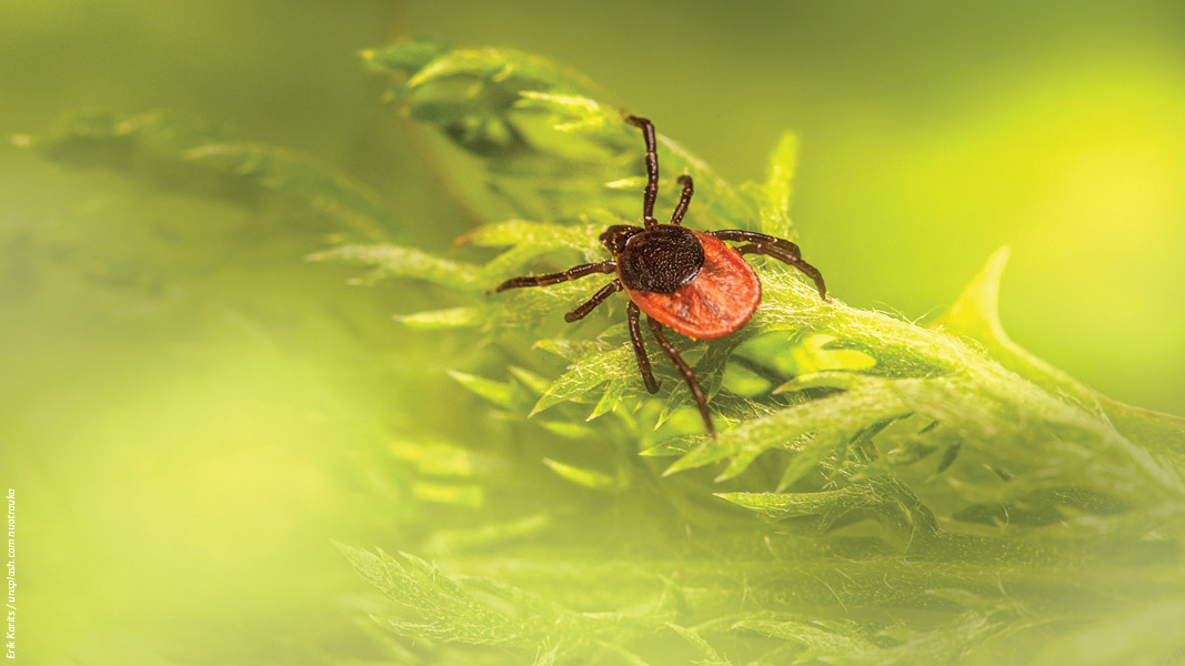 Dievas saugo besisaugantį