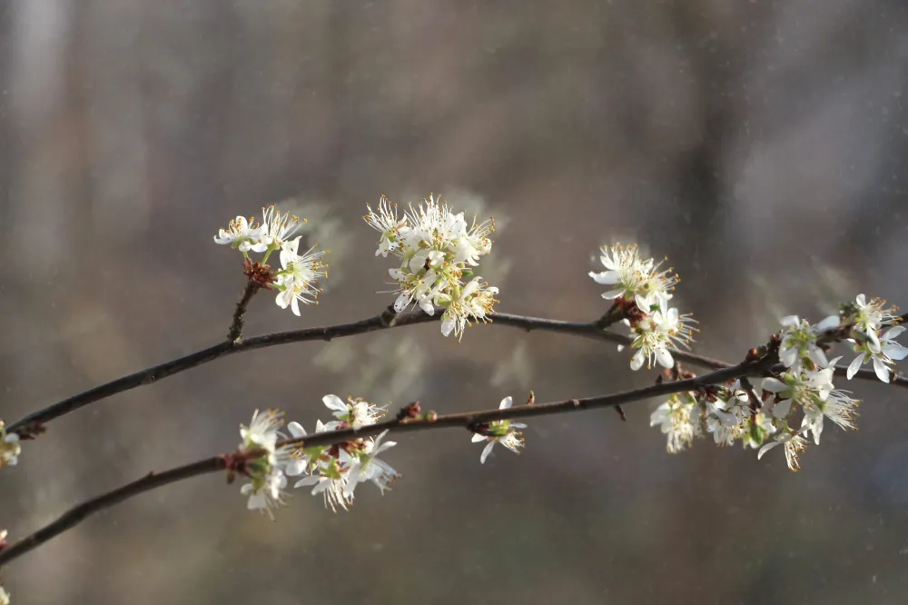 Dalia TAMOŠAUSKAITĖ Eilės