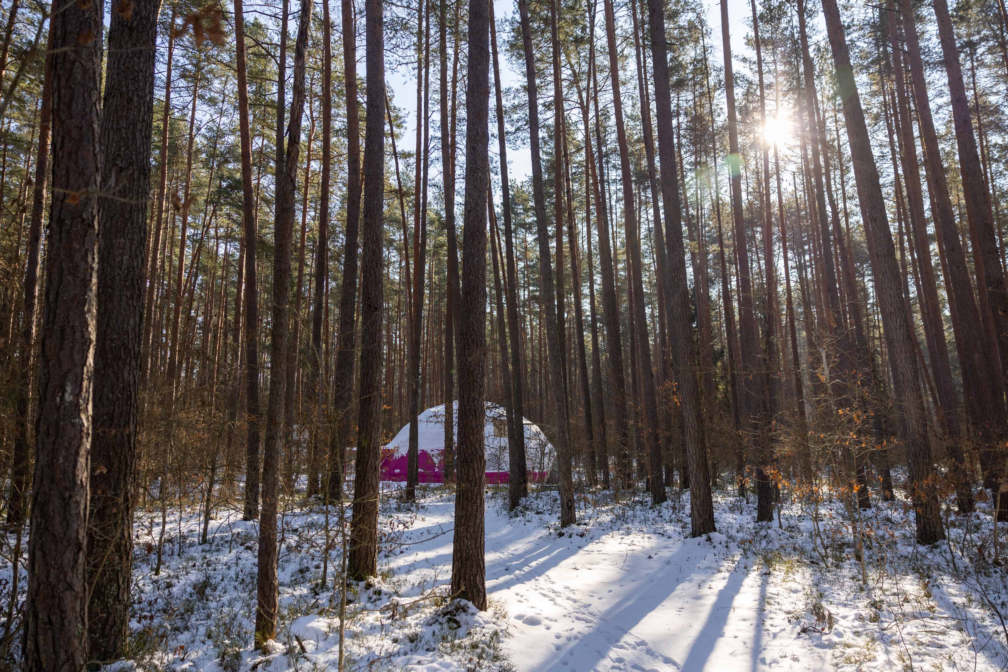 Inspektorių radinys tiesiog glumina: valstybiniame miške – daugybė nelegalių statinių