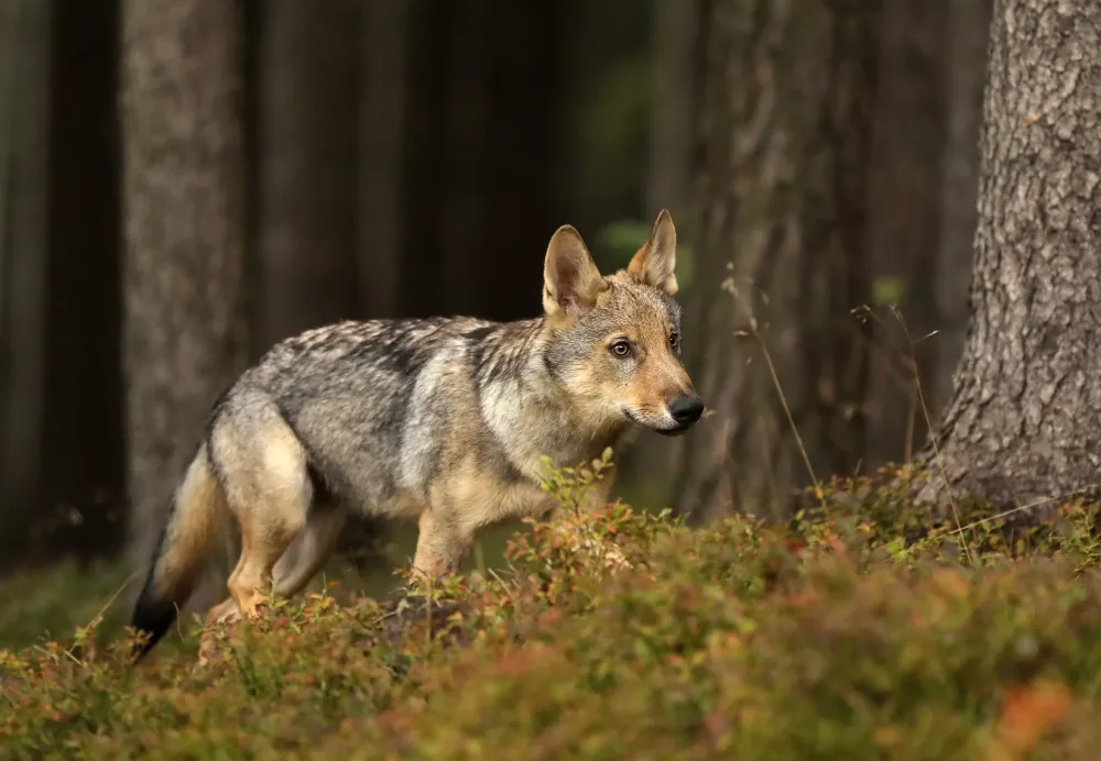 Gamtininkas apie vilkų populiaciją Lietuvoje: medžiodami vilkus problemas ne sprendžiame, o giliname