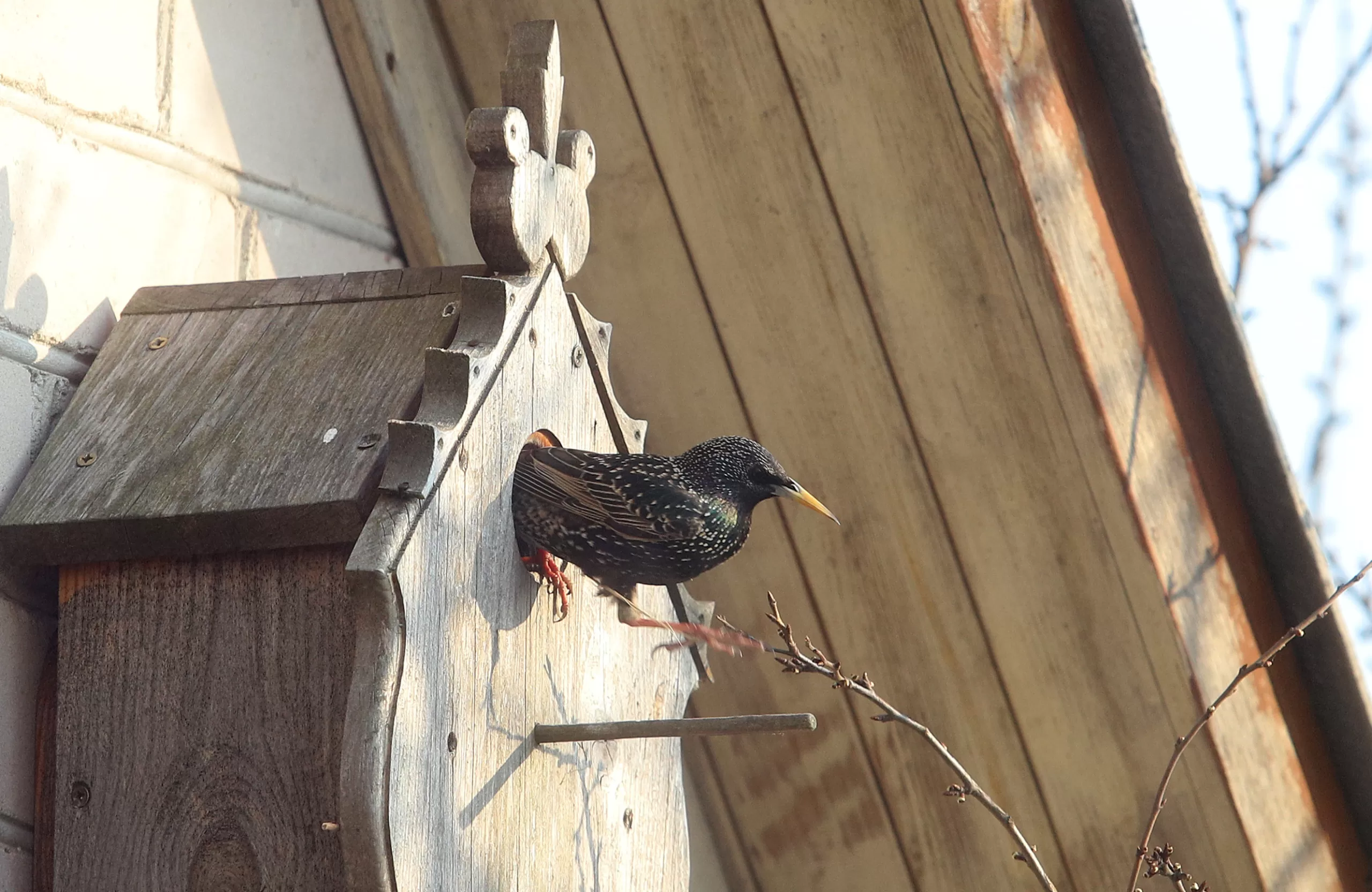 Ornitologas: paukščiai grįždami namo naudoja navigacinę sistemą, o mes, žmonės, jos neturime