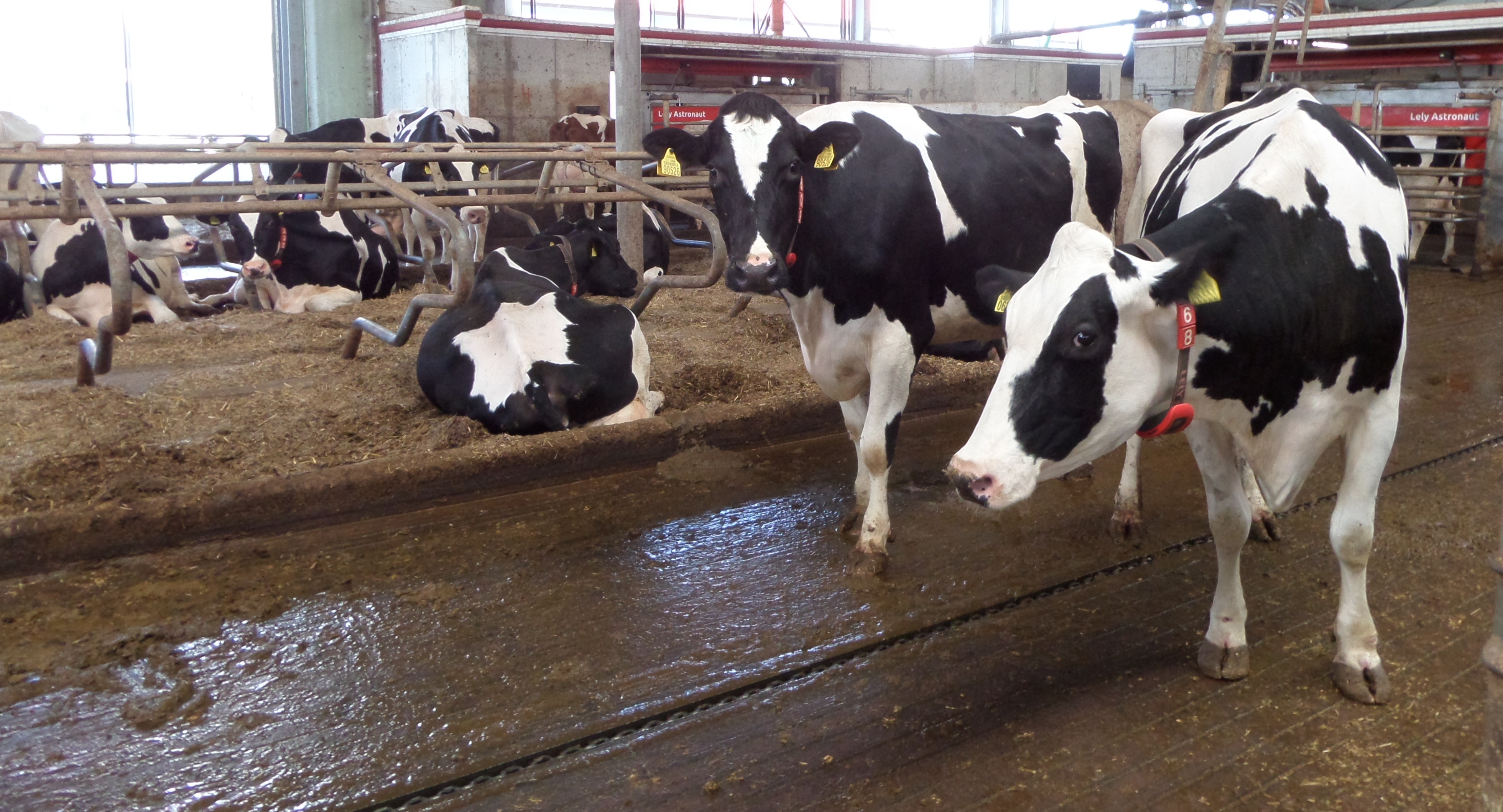 Fermos gali ir nesmirdėti