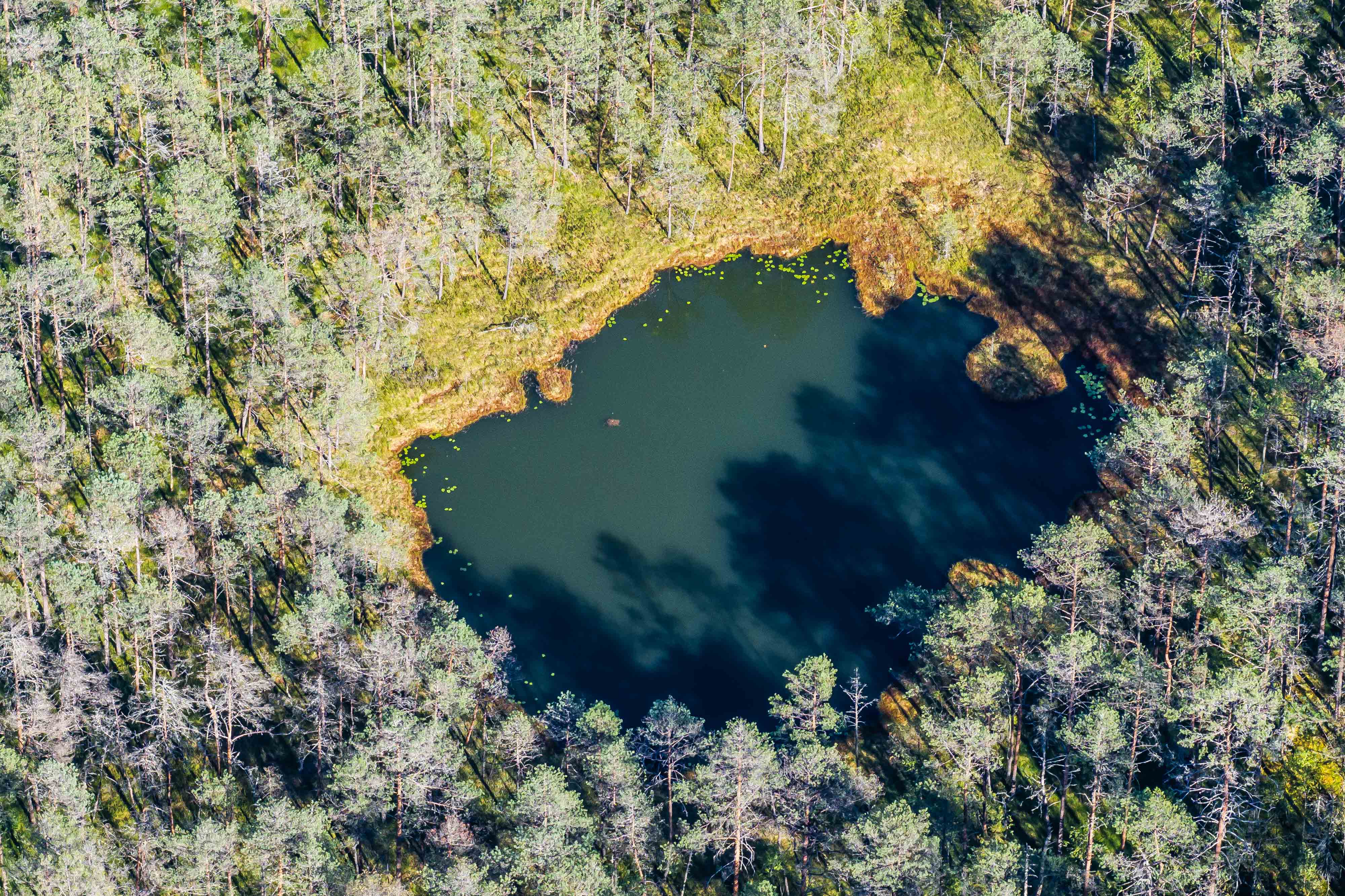 Kas vyksta lankomiausiuose šalies miškuose: konkretūs skaičiai parodo viską