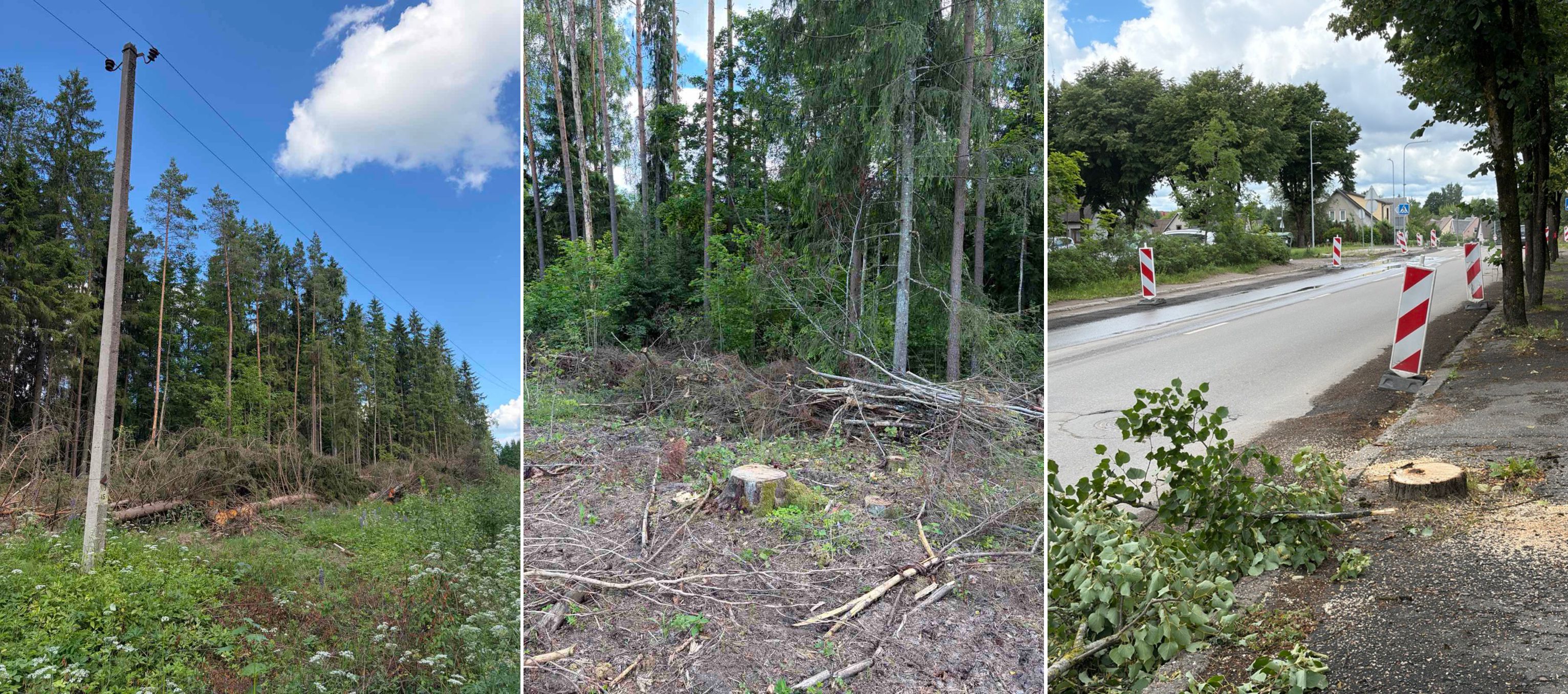 Medžiai kuria gyvybės tinklą. Žmogus jį ardo. Kas nugalės?
