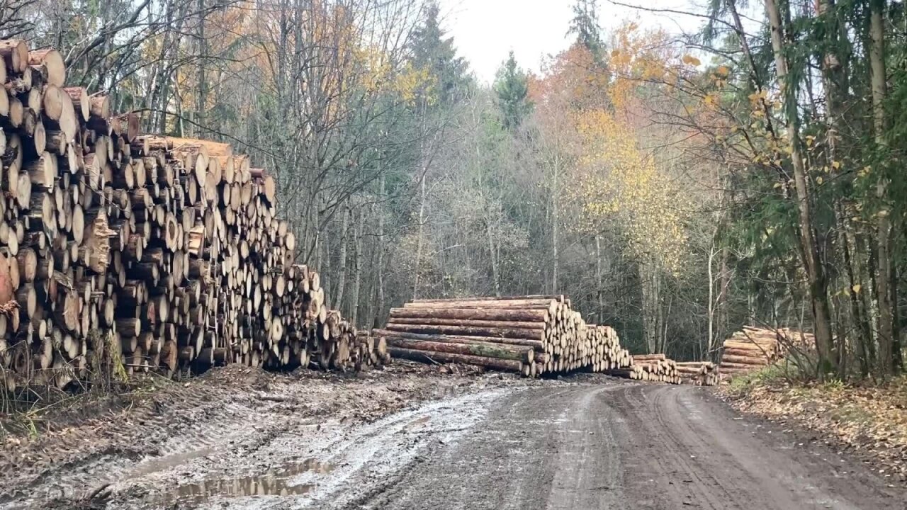 Koks likimas laukia neteisėtai saugomą mišką plynai iškirsti leidusios valdininkės