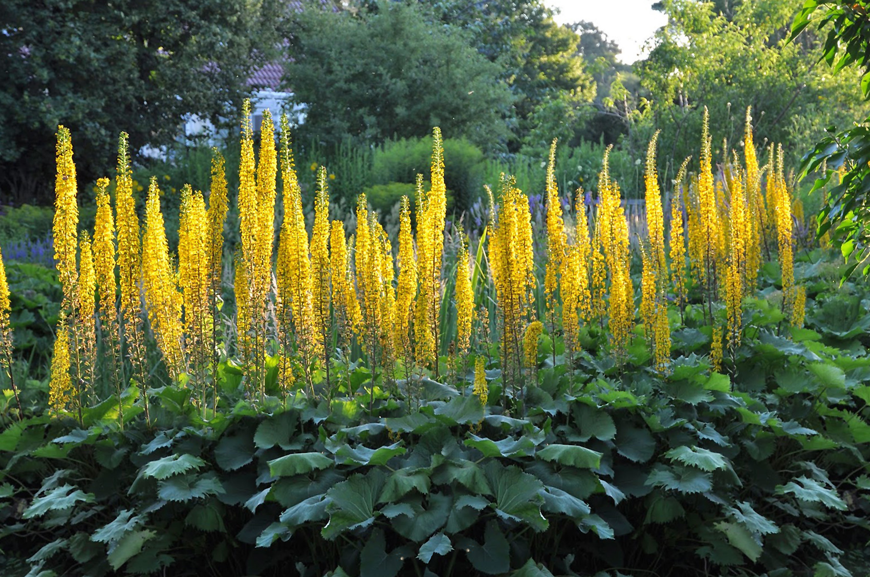 Apie Gaurę netradiciniu žvilgsniu
