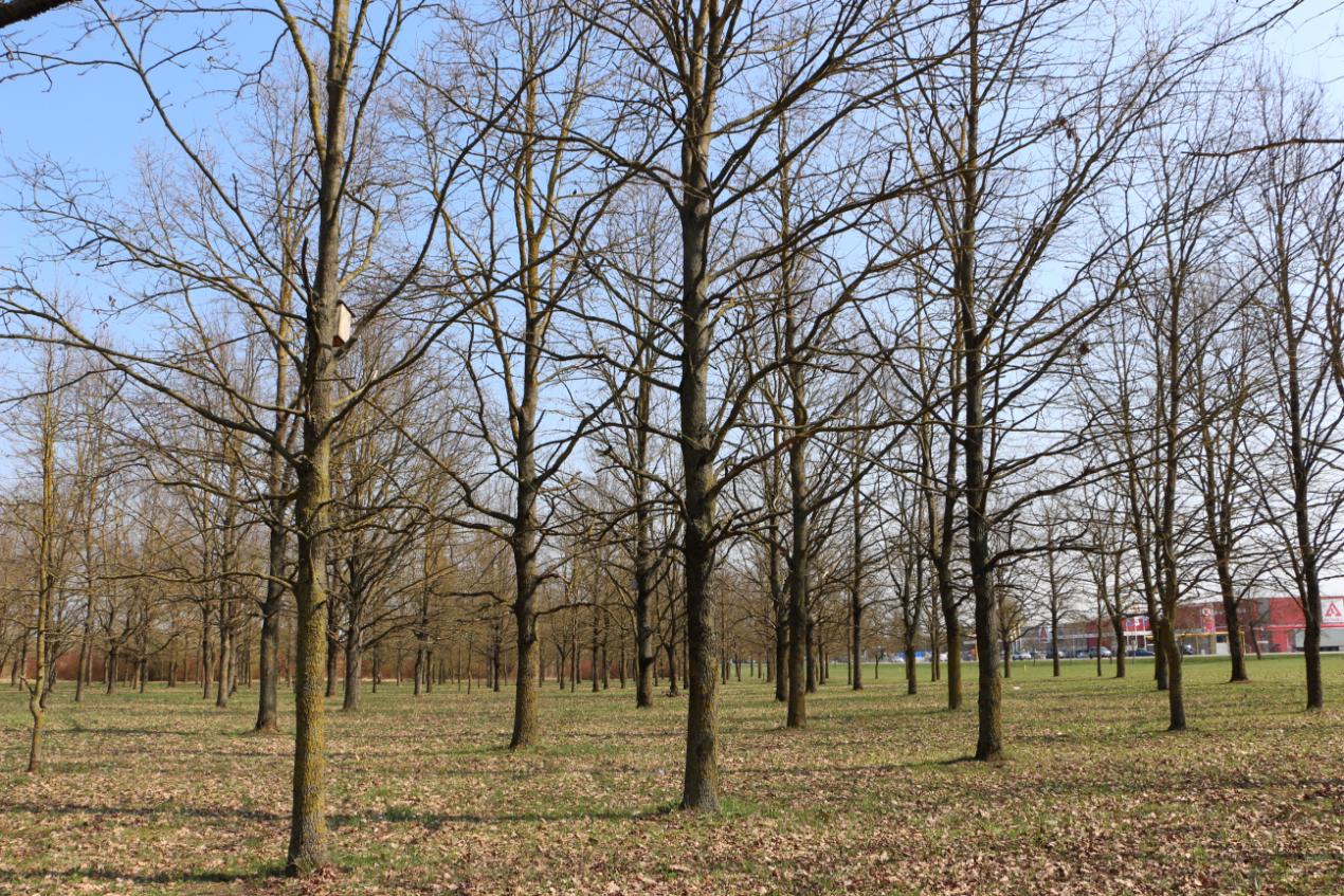 &Scaron;iuo metu &bdquo;Atgimimo&ldquo; ąžuolyne &scaron;aknis įleidę 1973 ąžuolai./Akvilės Kupčinskaitės nuotr.